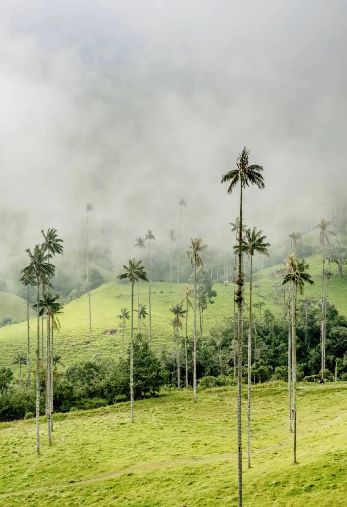 فالي دي كوكورا