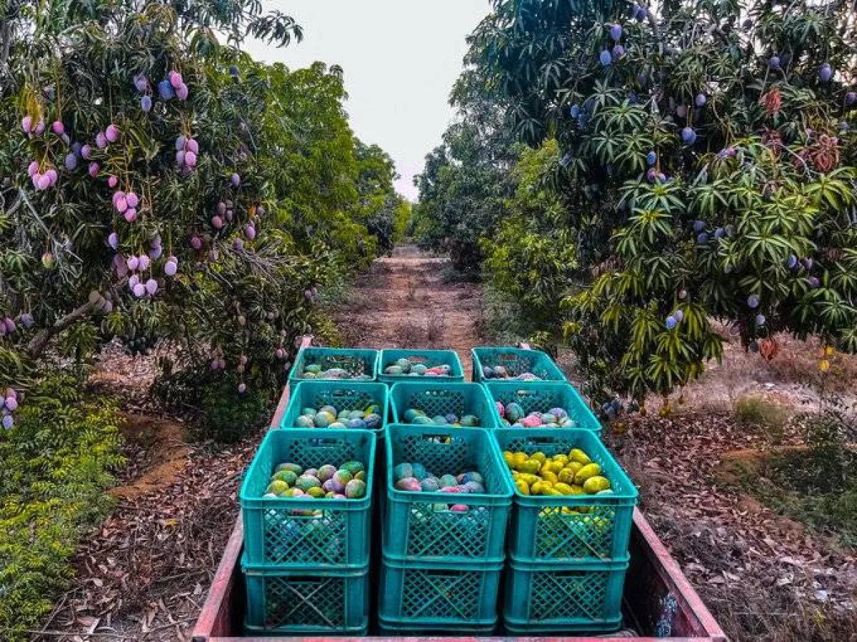 مهرجان المانجو- الصورة من حساب مهرجان المانجو والفواكه الاستوائية بتويتر