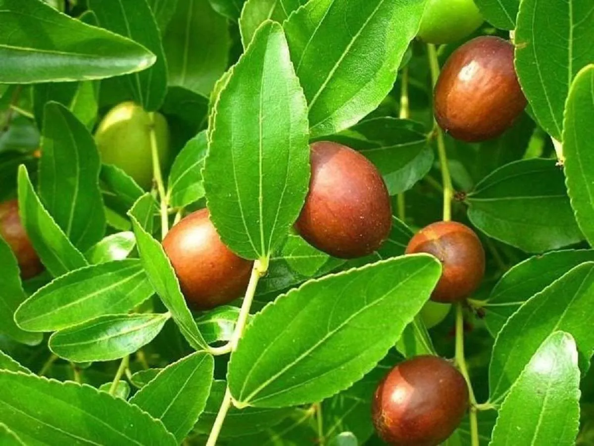 صورة لثمار فاكهة العناب