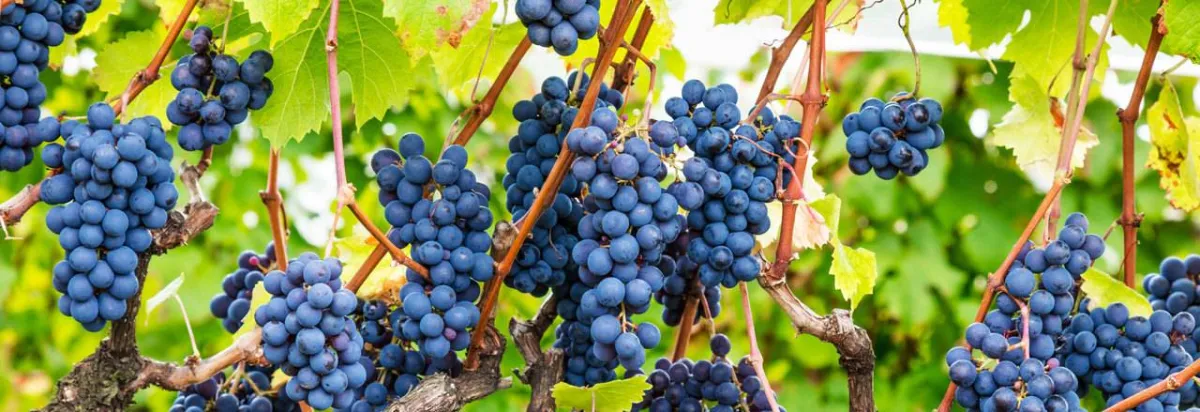 صورة لفاكهة العنب