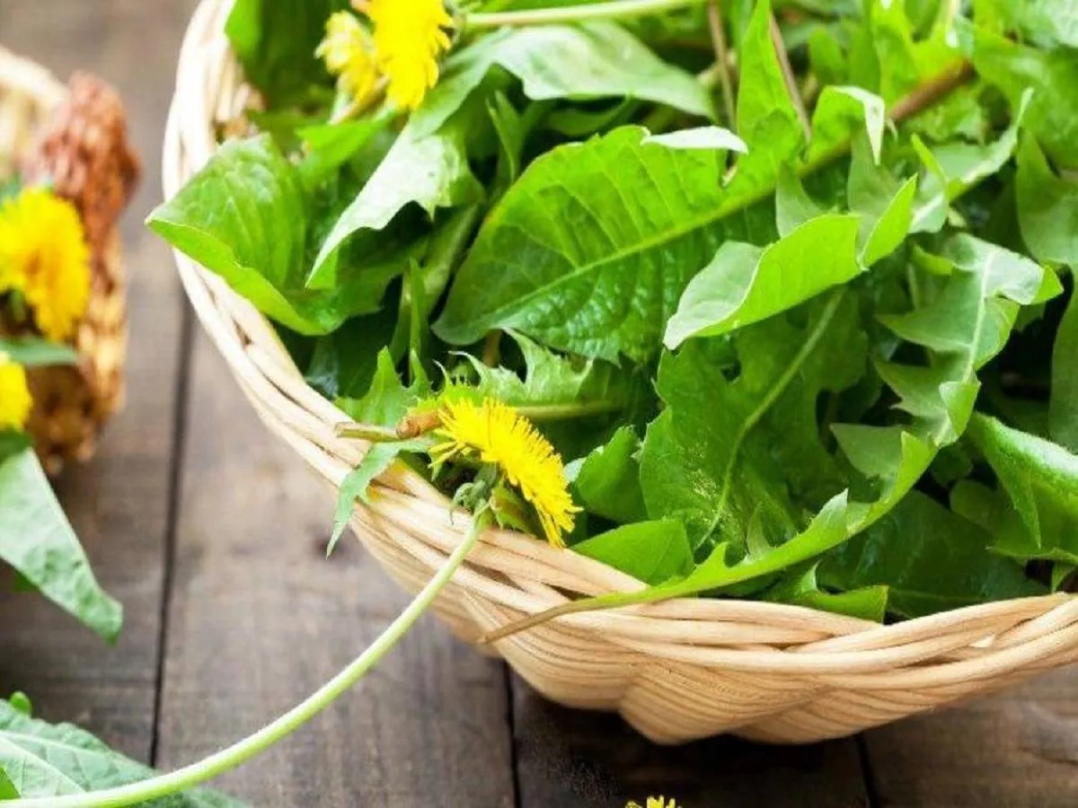 صورة لطبق من عشبة الهندباء البرية