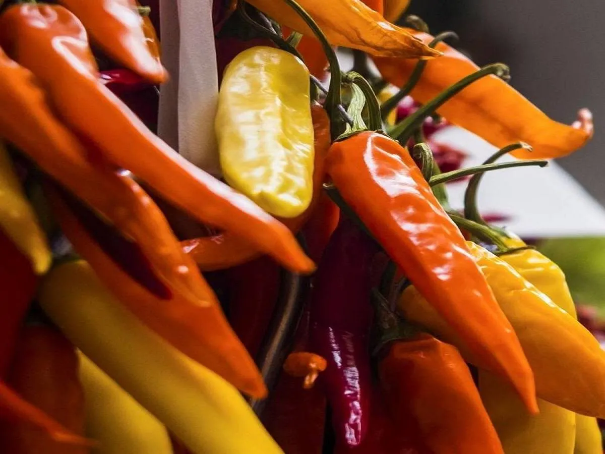 صورة لثمار فلفل حار