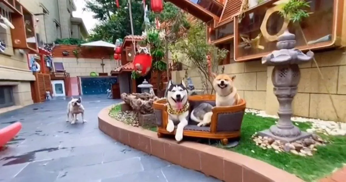 صورة لقصر الكلاب