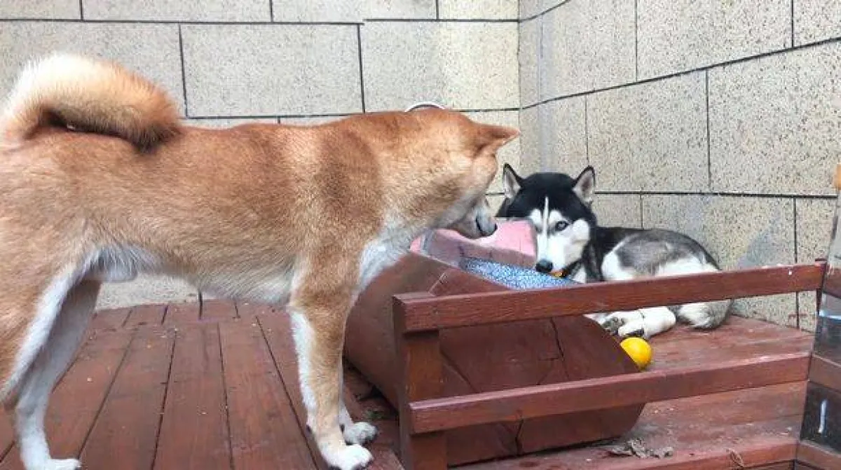 صورة للكلاب في القصر