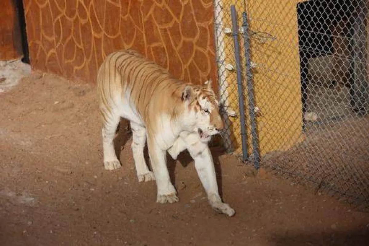 ضمن موسم جدة