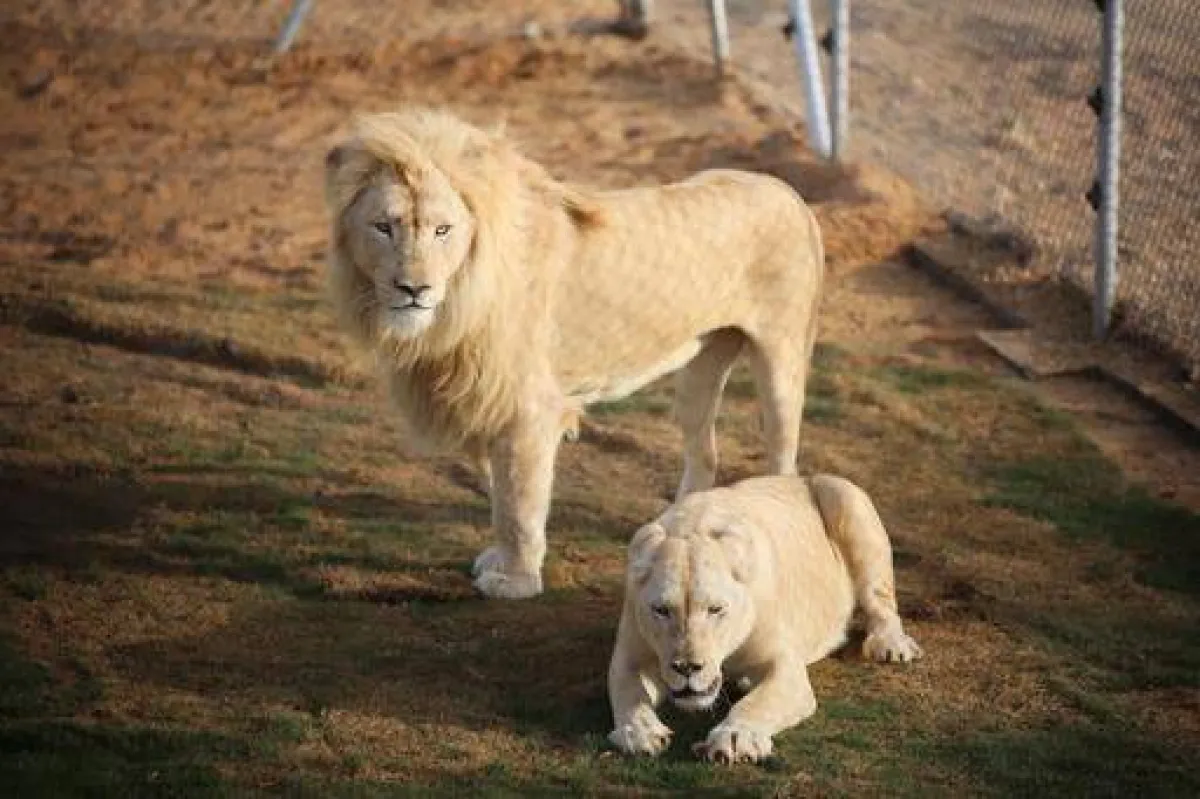 ضمن موسم جدة