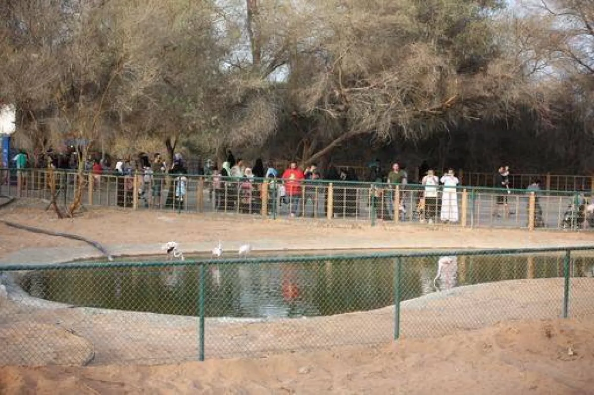 عيش تجربة السفاري داخل جدة جنغل