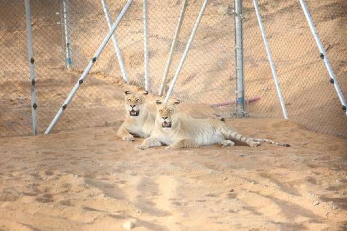 ضمن موسم جدة