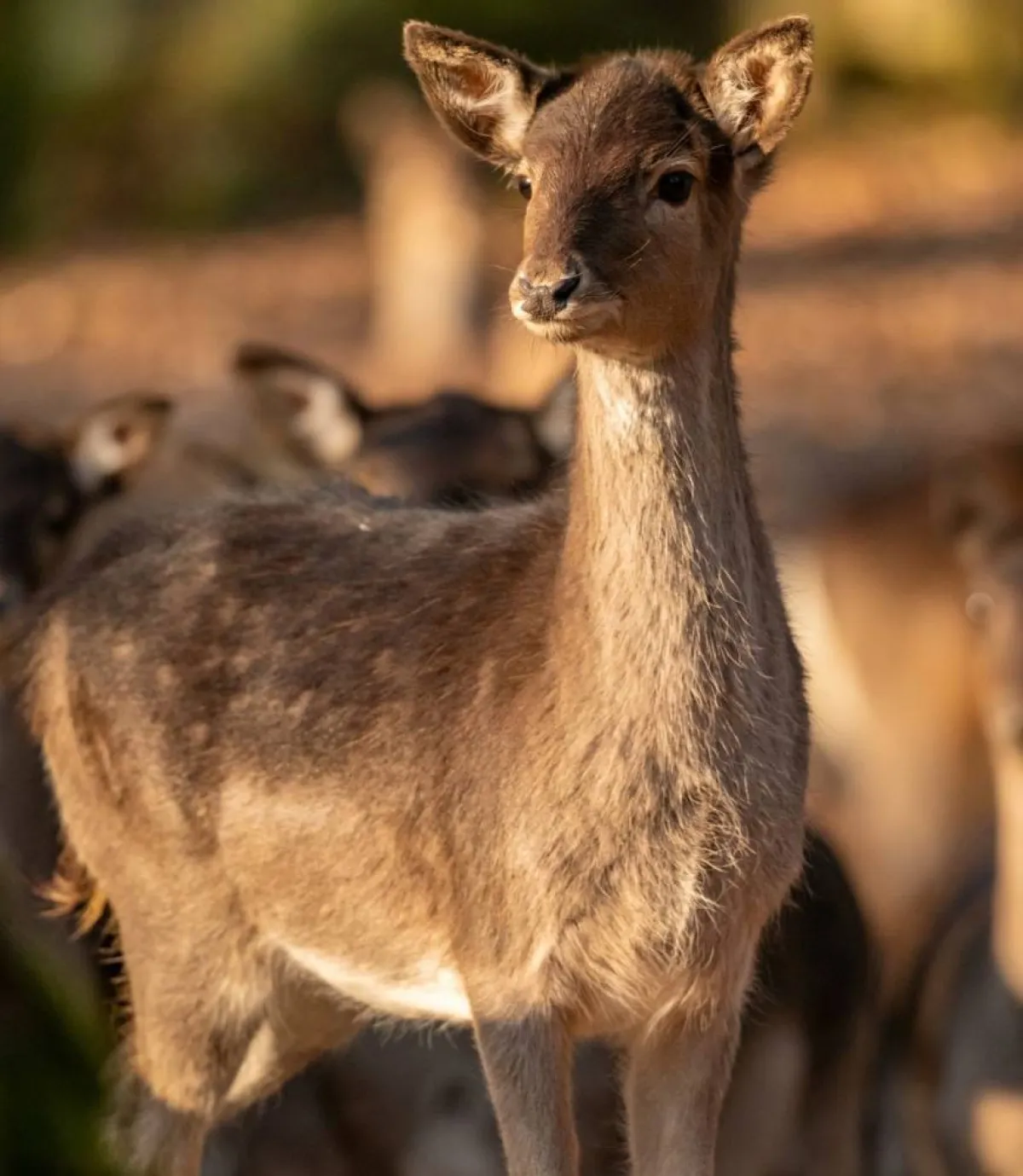 صورة لظبي صغير