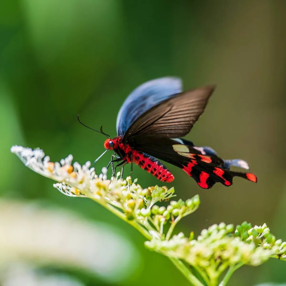 صورة تعبيرية عن حبوب اللقاح