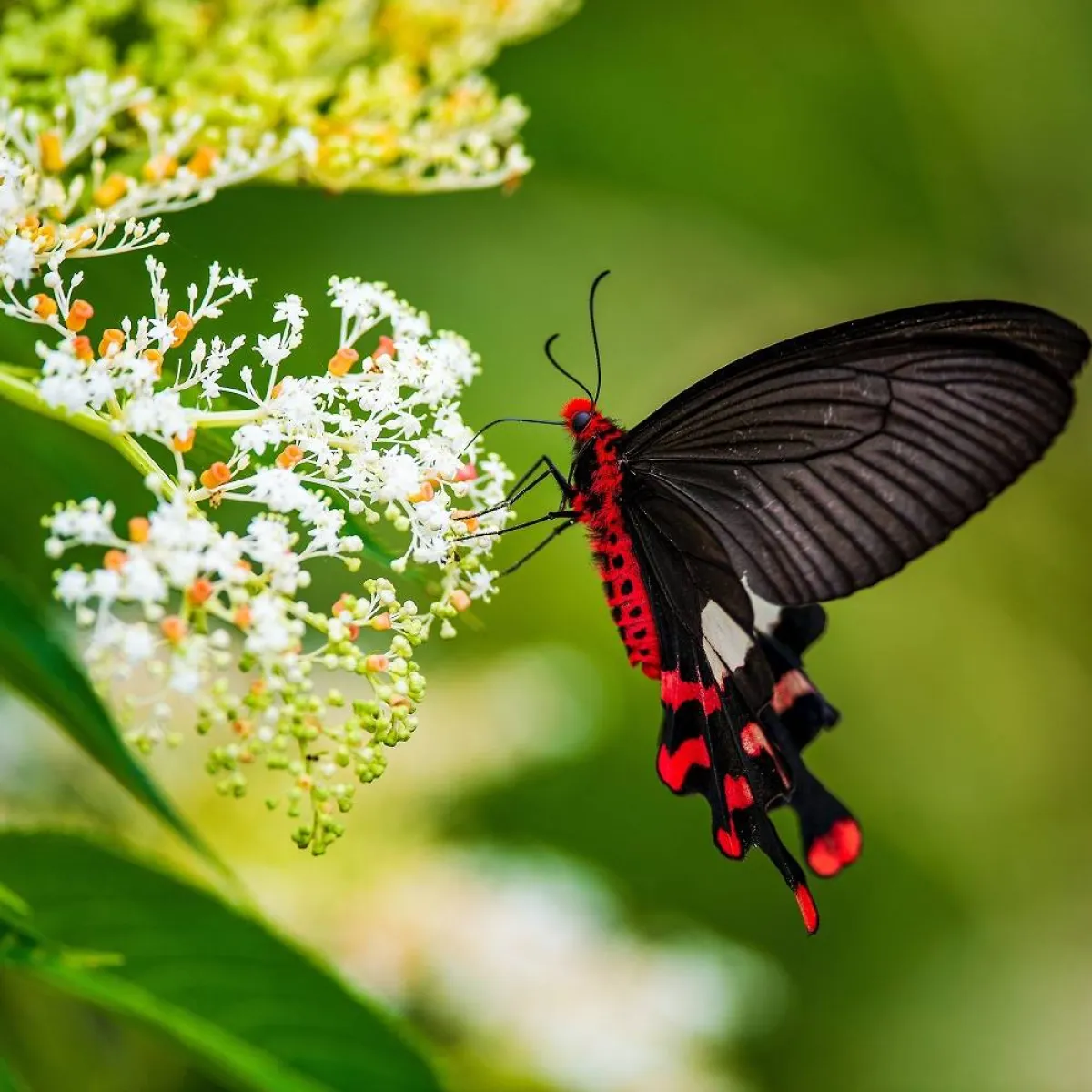 صورة تعبيرية لحبوب اللقاح
