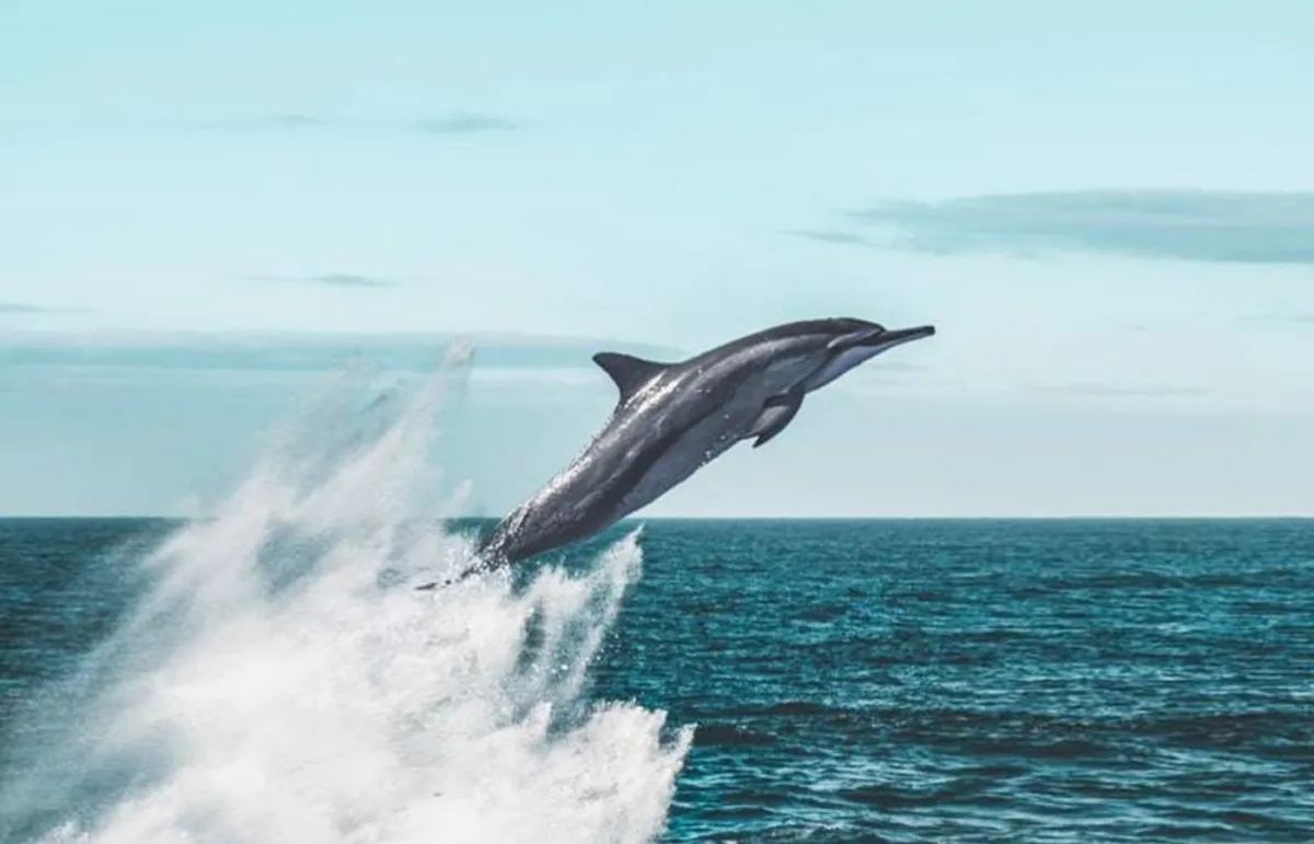 الدلافين تتعرف إلى بعضها اجتماعياً بالمذاق