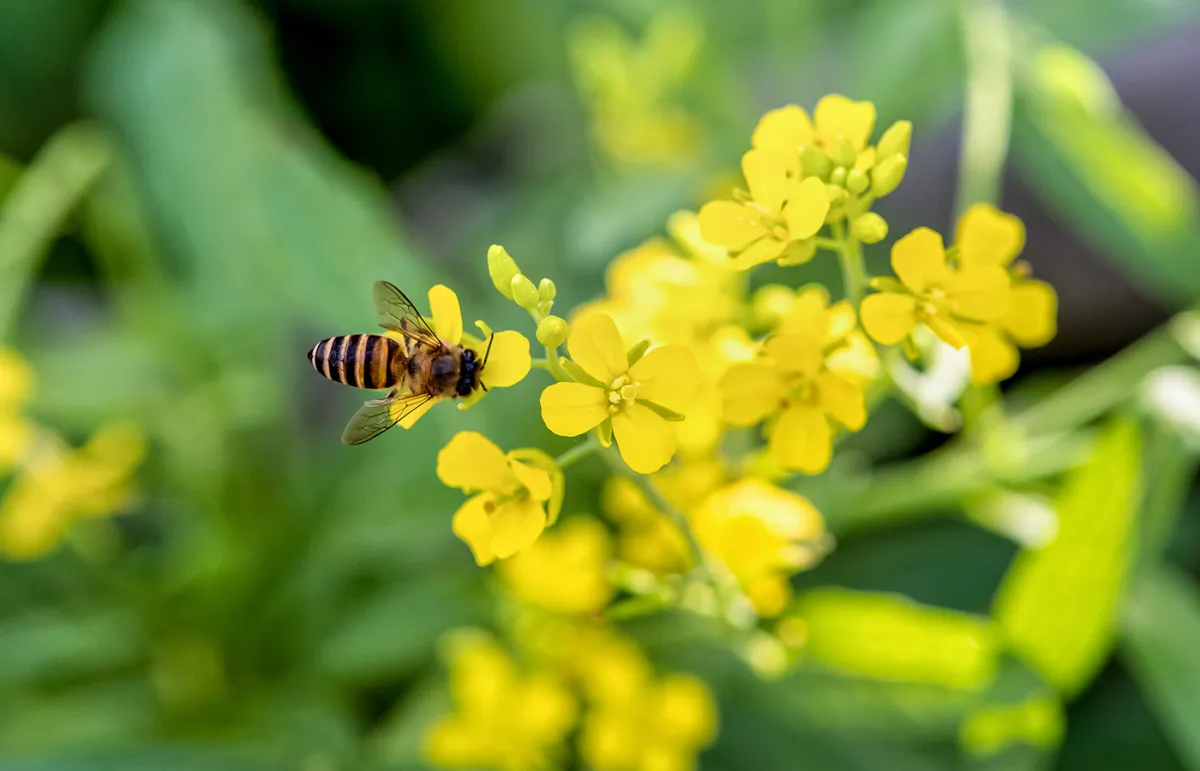 اليوم العالمي للنحل 2022 تحت شعار "نحلة تشارك: الاحتفال بتنوع النحل وأنظمة تربية النحل"