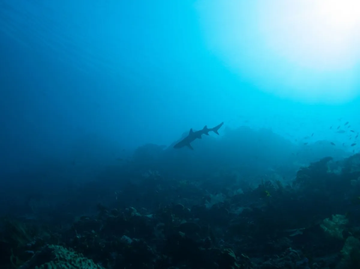 صورة تعبيرية