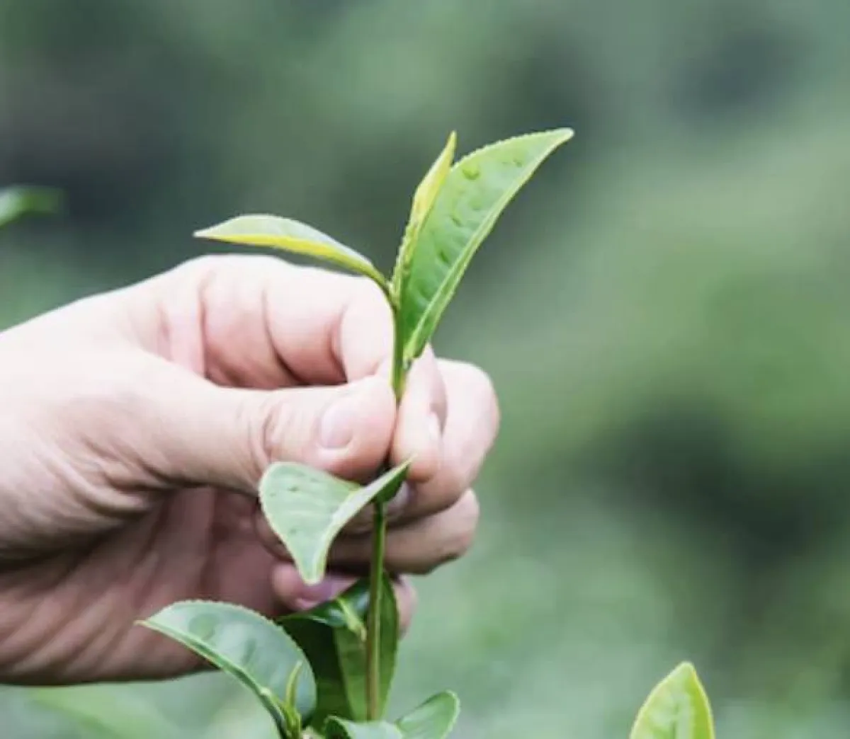 وصفة شجرة الشاي