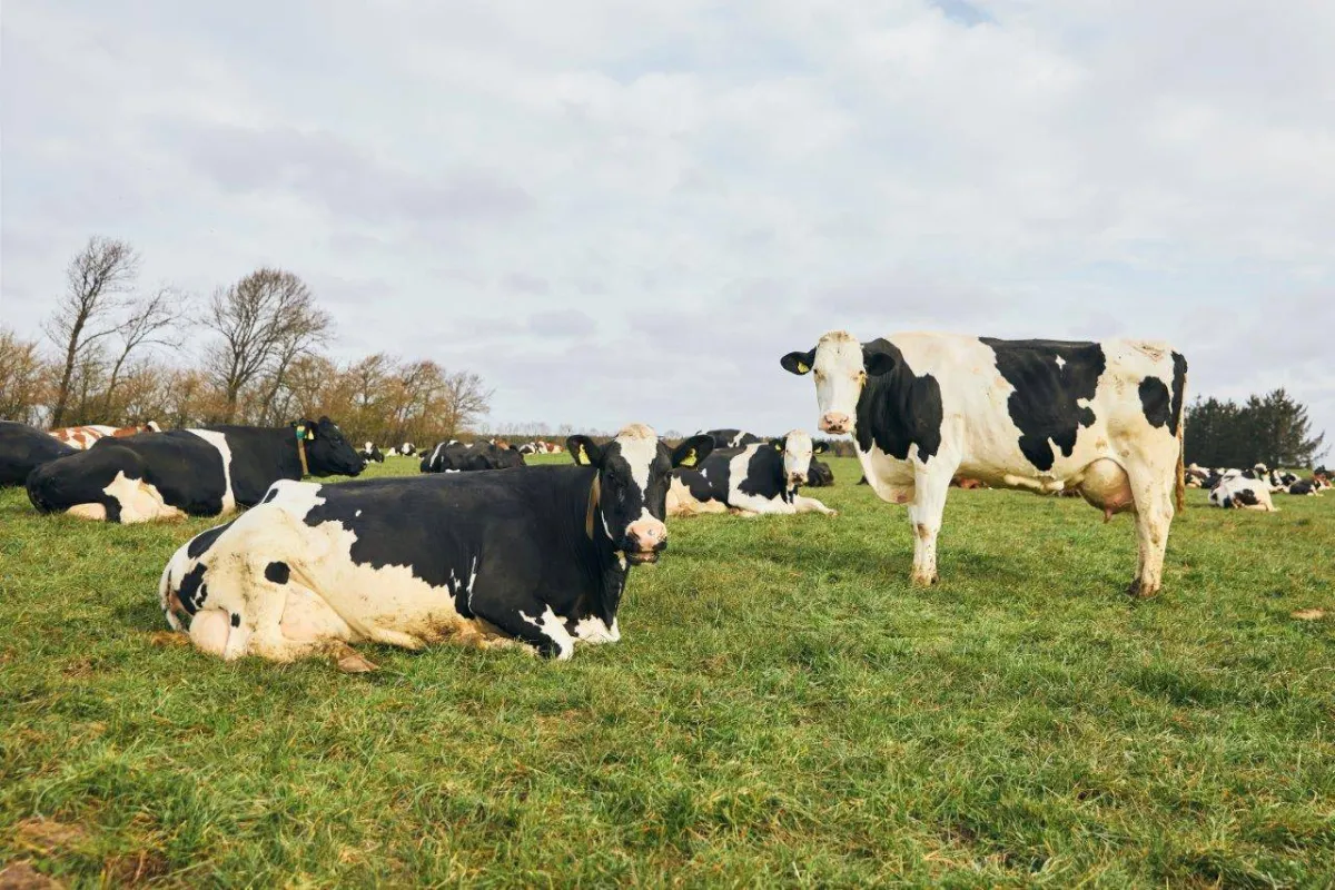  ما خلاصة الأمر حول الحليب العضوي الأوروبي؟