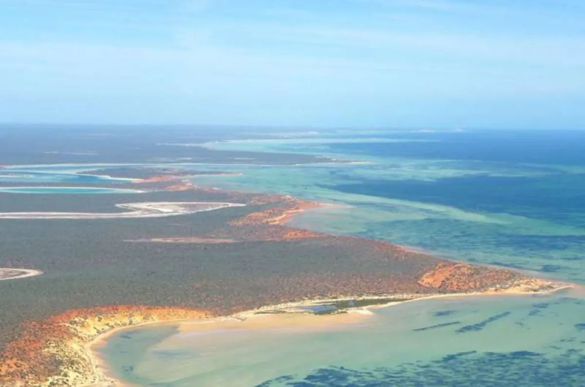 اكتشاف أكبر نبتة على الأرض تمتد لـ180 كلم