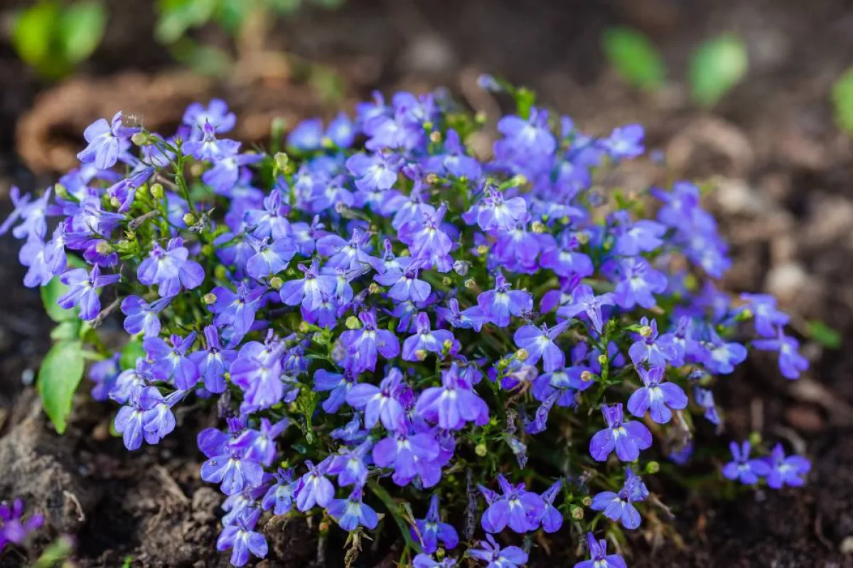 نبات اللوبيليا 