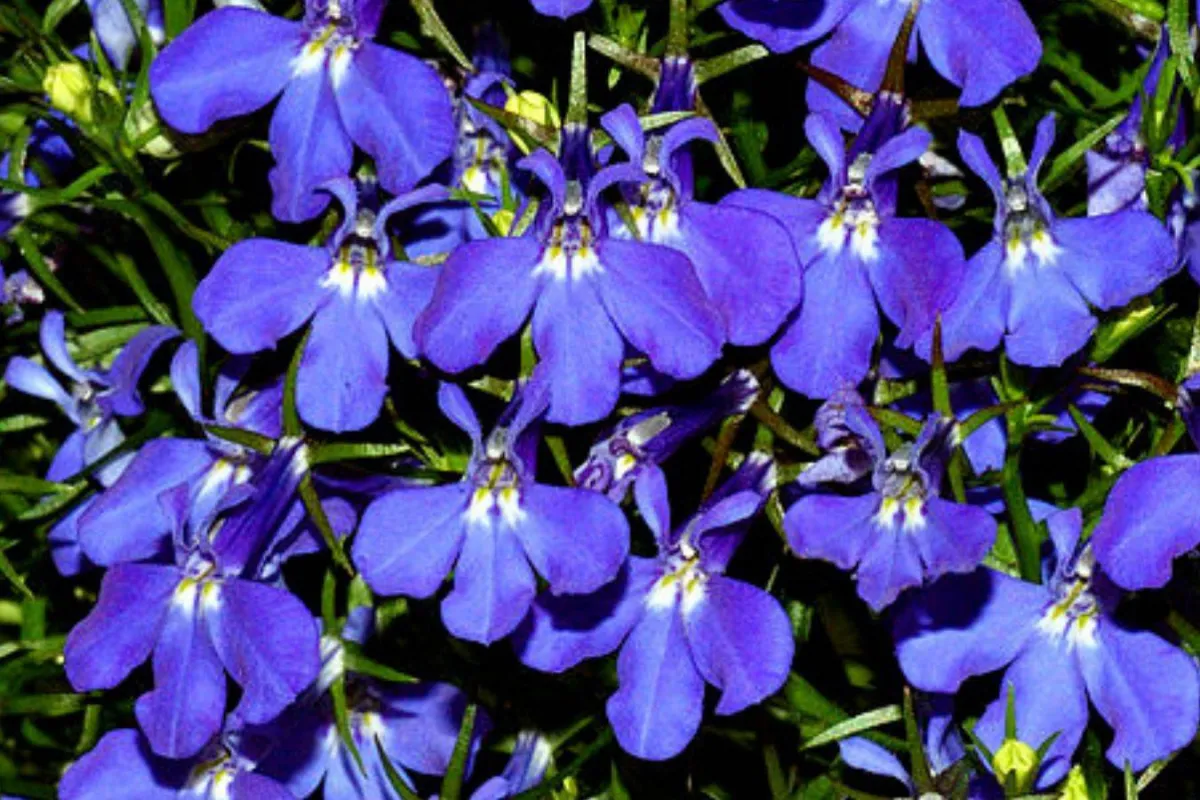 نبات اللوبيليا 