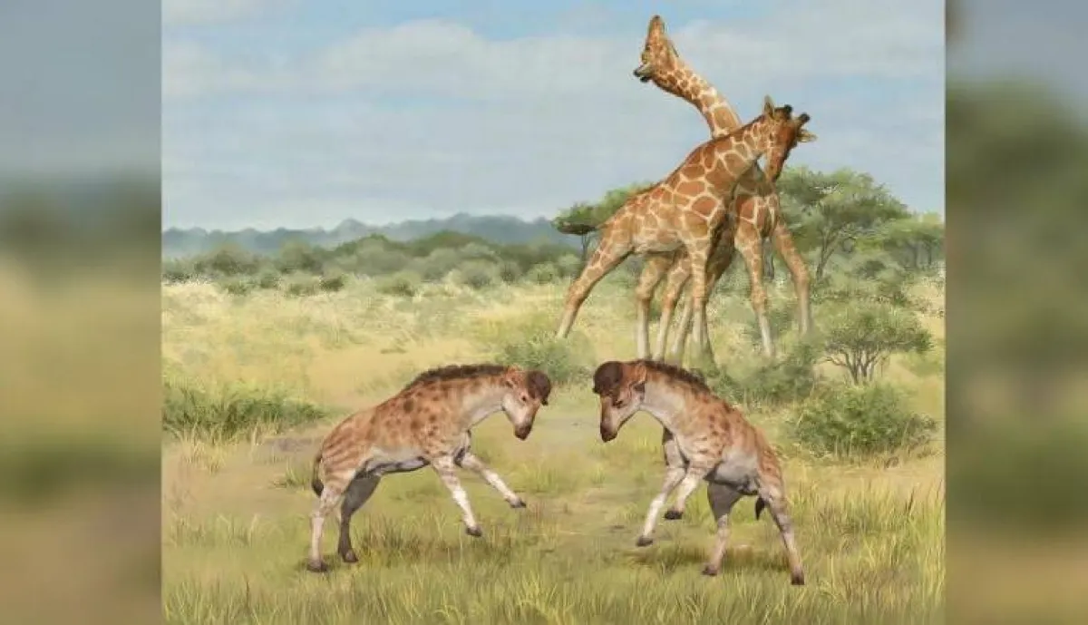 قتال الزرافات