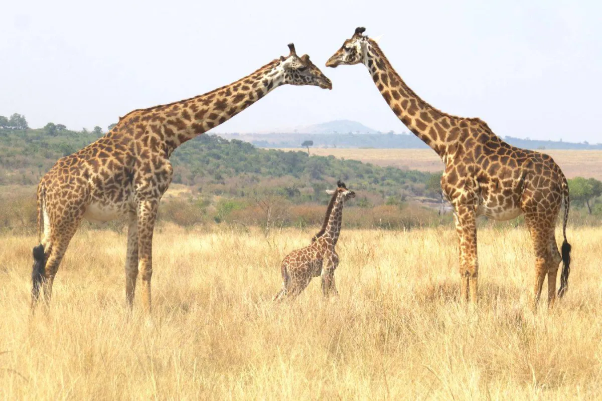 صراع الزرافات