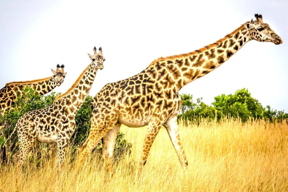 الزرافة حيوان لطيف