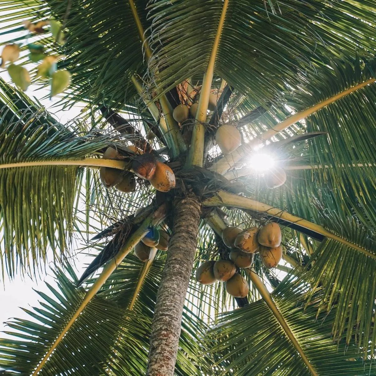 صورة لشجرة المانجو