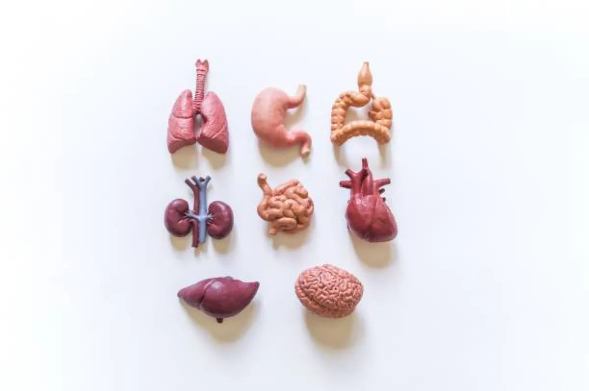 صورة توضح أهمية الكبد في الجسم