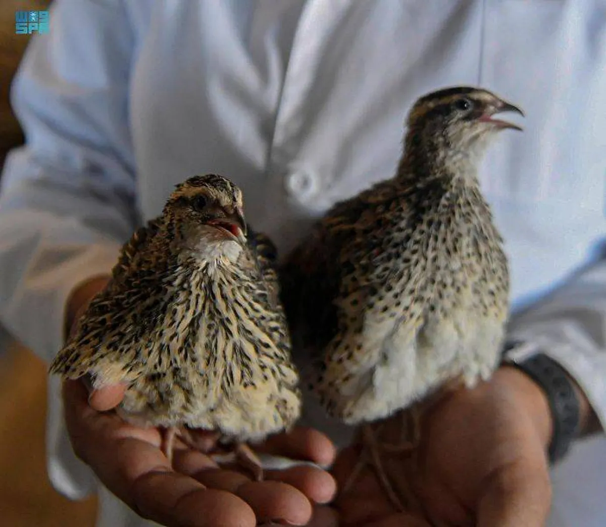 تبوك تواصل ريادتها في إنتاج السمان - الصورة من واس