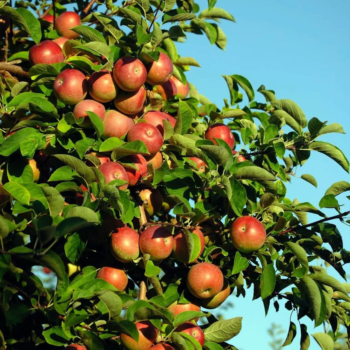 صورة لشجرة التفاح المثمرة