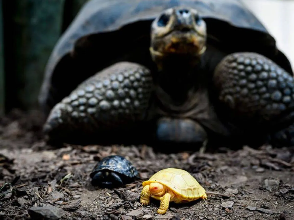  ولادة أول سلحفاة عملاقة مصابة بالمهق في سويسرا 