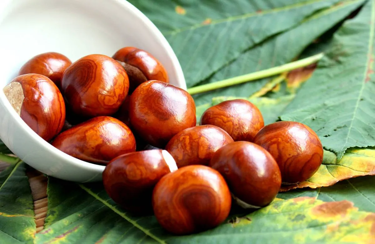 صورة لحبة الكستناء