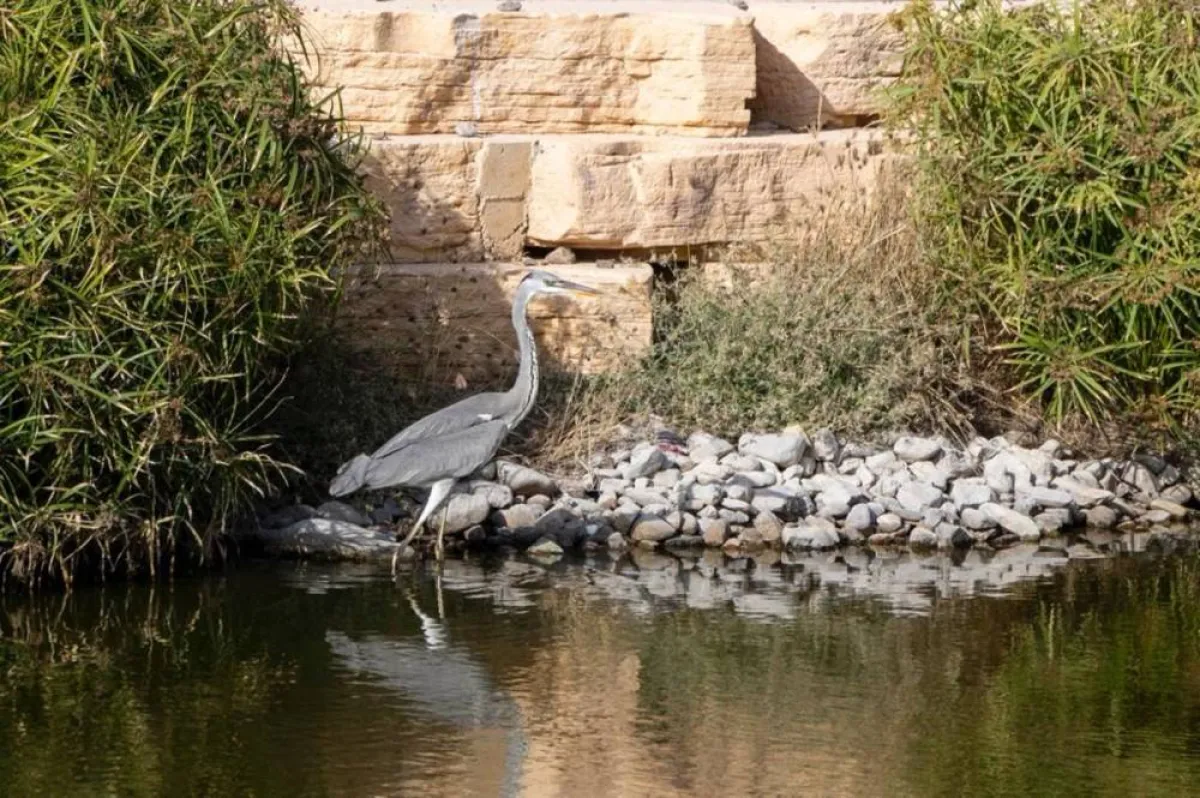التنوع البيئي في المدينة المستدامة. الصورة من "وام"