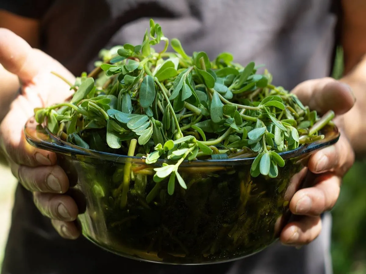 فوائد نبات الرجلة لا تُقدر بثمن