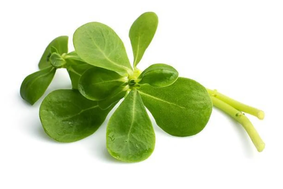 فوائد نبات الرجلة لا تُثَمَّن