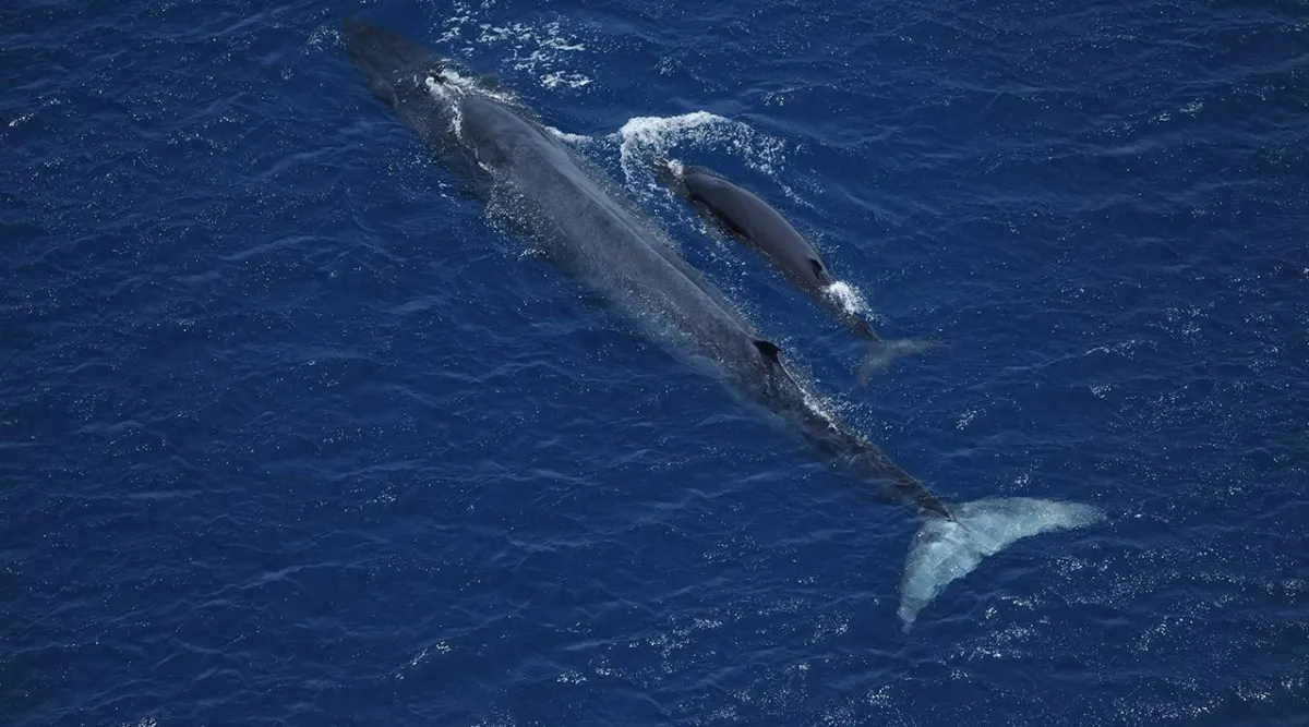 الحياة الفطرية في السعودية ترصد حوت برايد خلال رحلة استكشاف في مياه البحر الأحمر