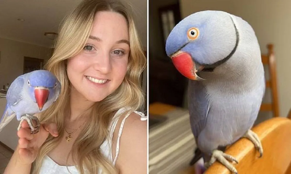 صورة بريدجيت تشانت