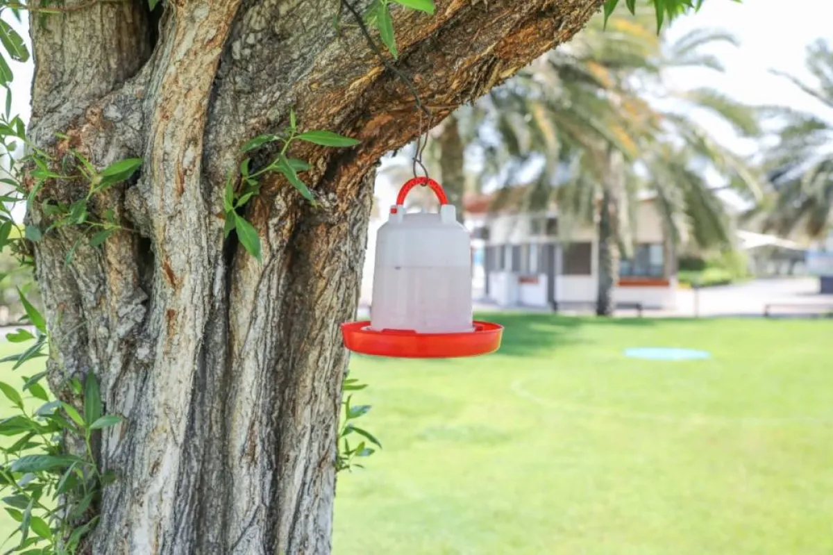 إناء لسقيا الطيور. الصورة من "وام"