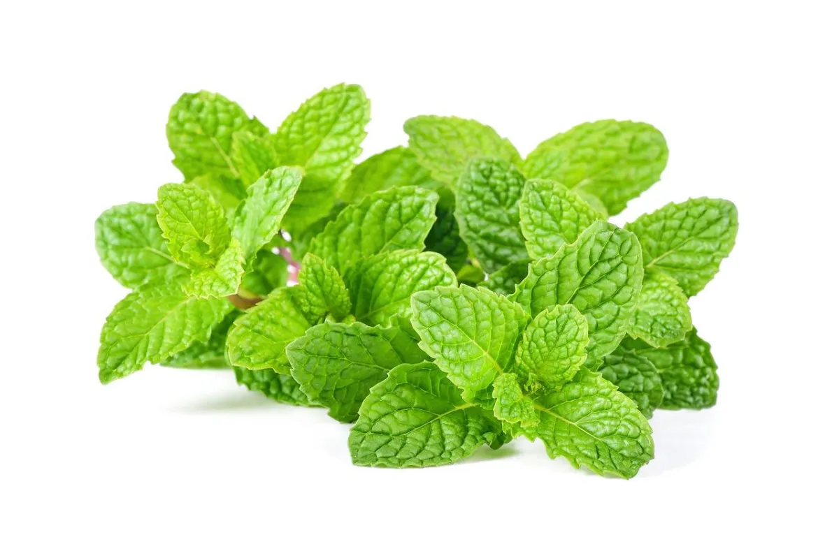 صورة للنعناع الأخضر