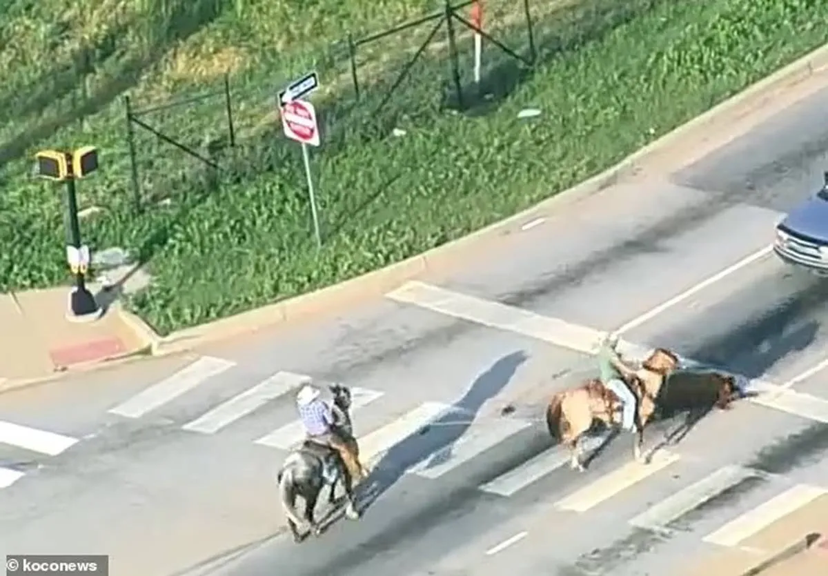 على طريقة الكاوبوي مطاردة بقرة هاربة في مدينة أمريكية