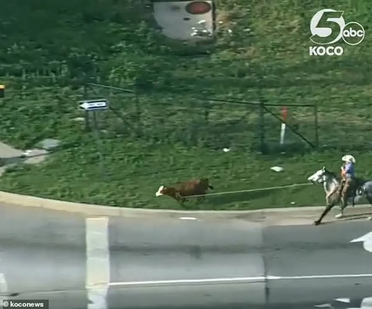 على طريقة الكاوبوي مطاردة بقرة هاربة في مدينة أمريكية