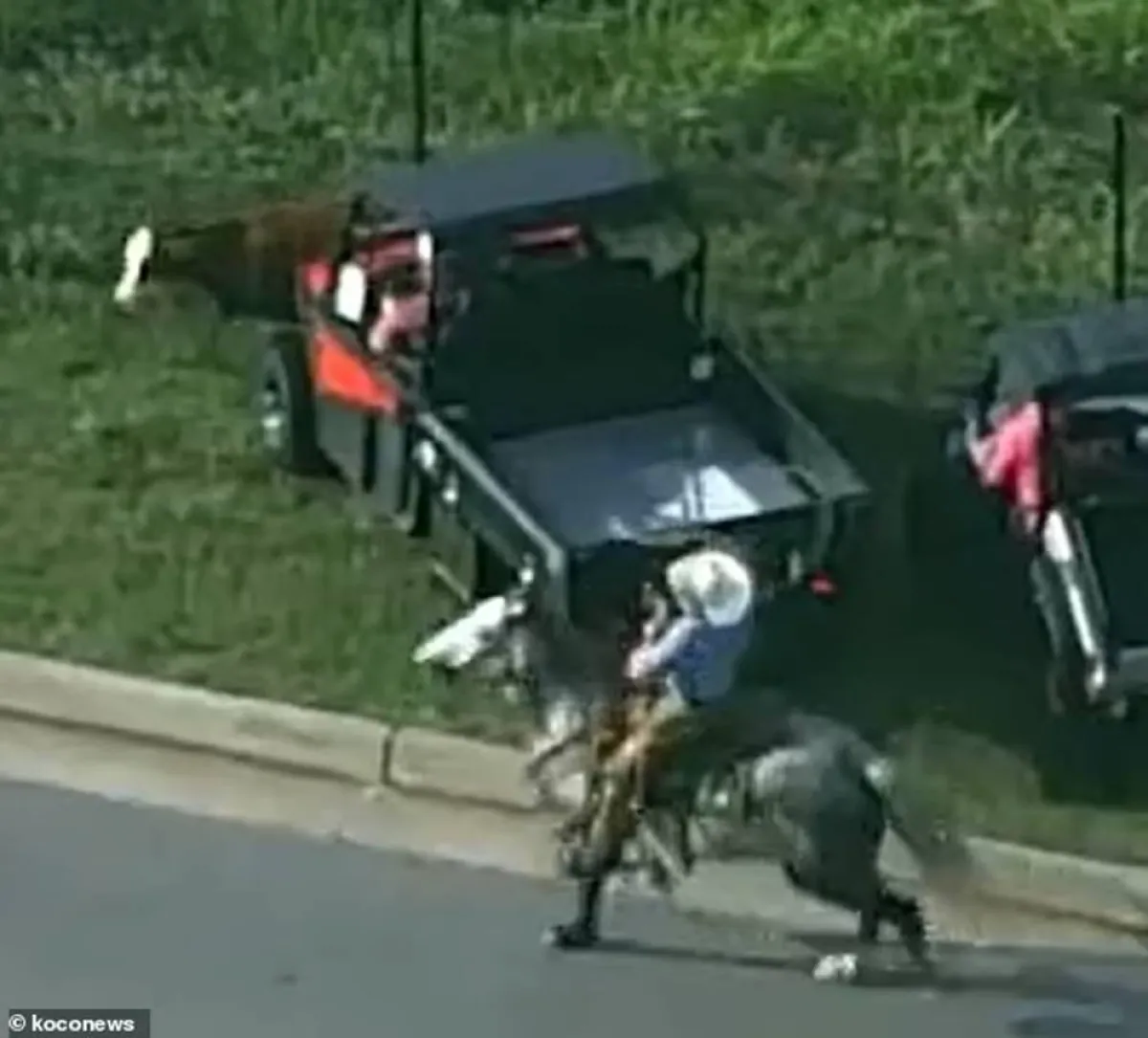 على طريقة الكاوبوي مطاردة بقرة هاربة في مدينة أمريكية