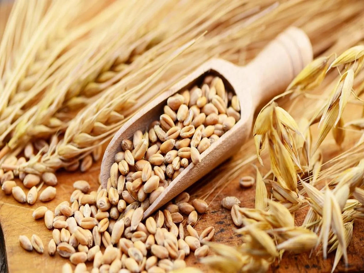 صورة لحبوب الشعير 