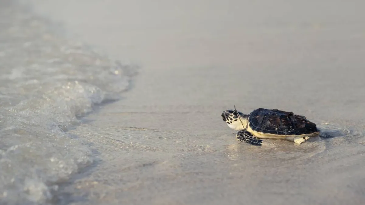إعادة تأهيل السلاحف والأحياء البحرية. الصورة من "وام"