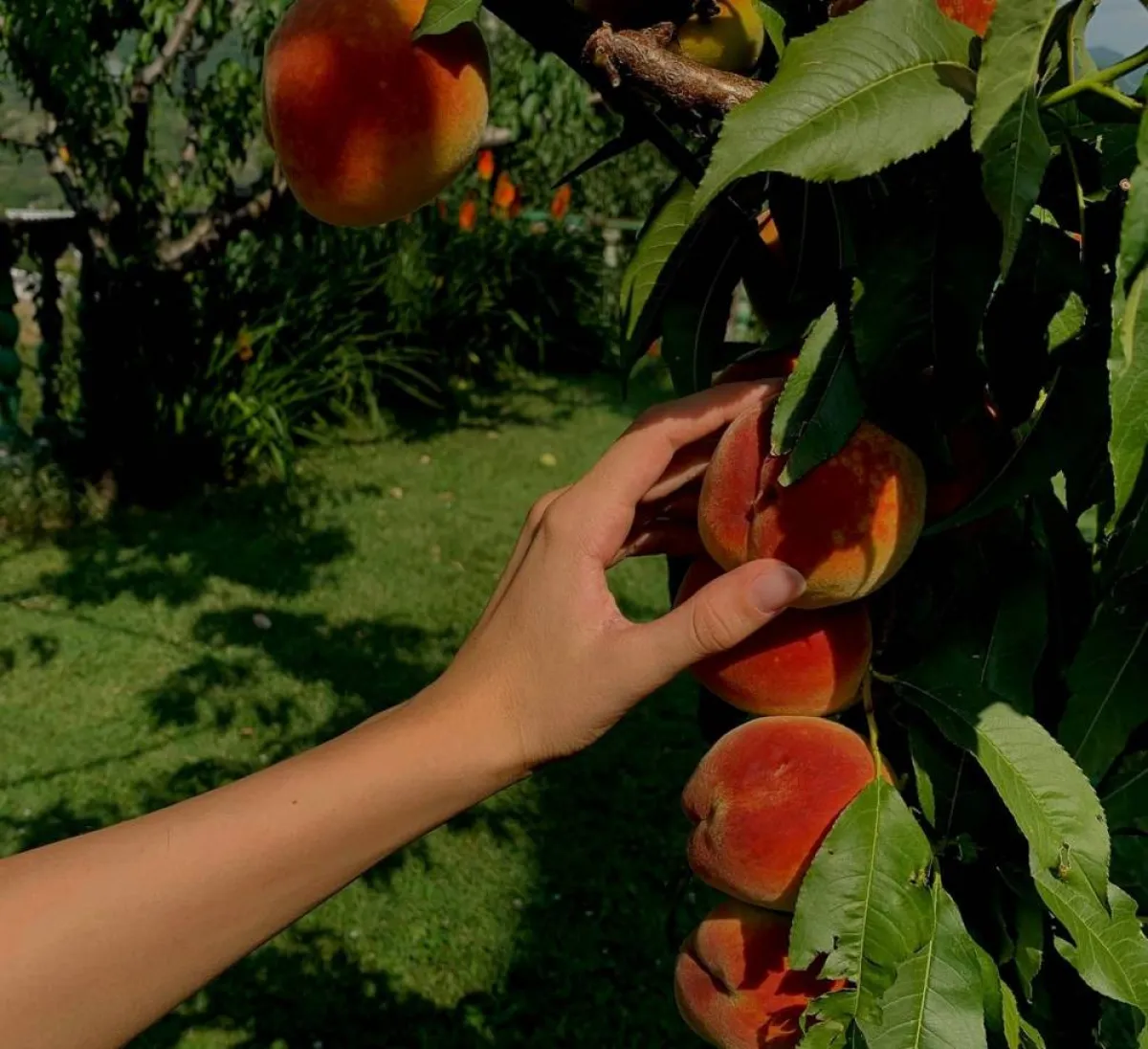 صورة لقطاف الثمر