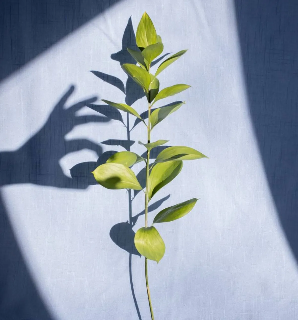 صورة تعبيرية عن الظل