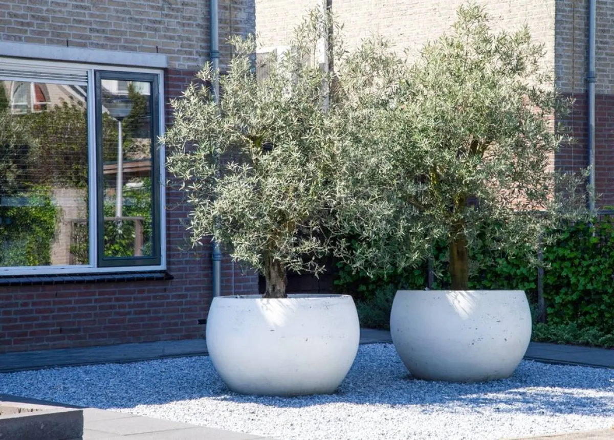 زرع الزيتون في الحديقة