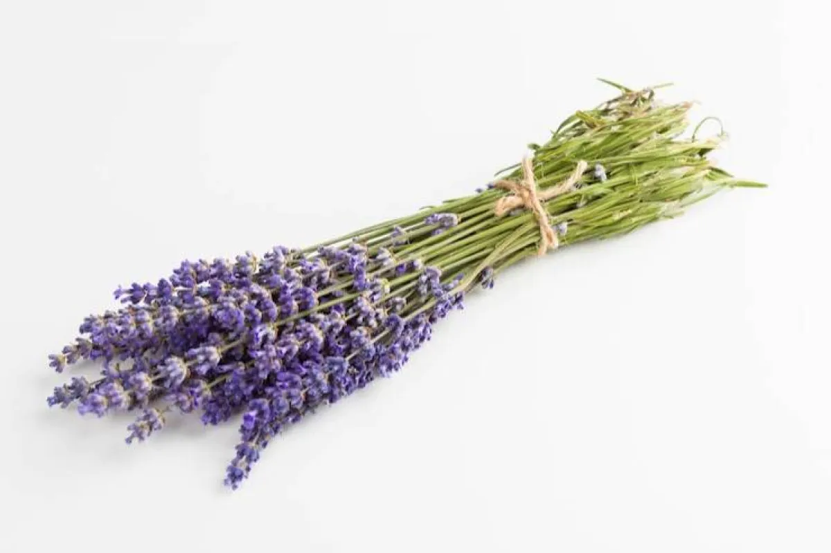 عطور نسئية برائحة اللافندر