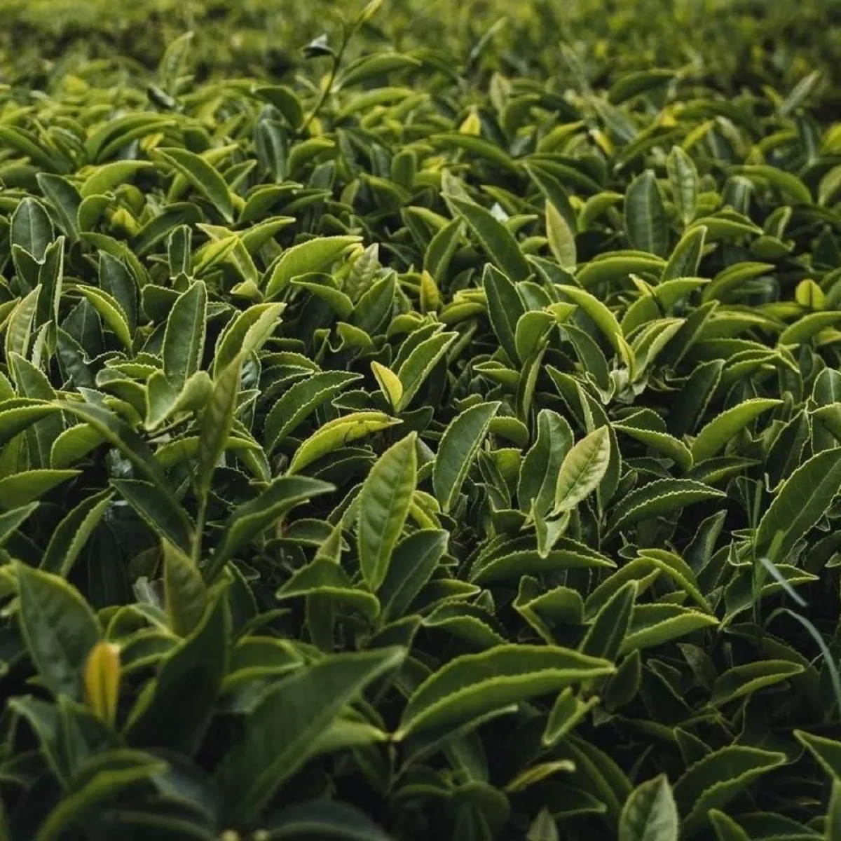صورة لشجر الشاي الأخضر