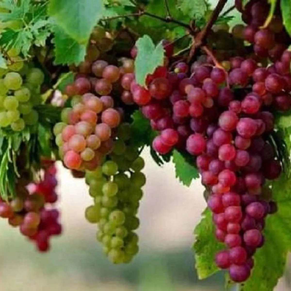 صورة لعناقيد العنب